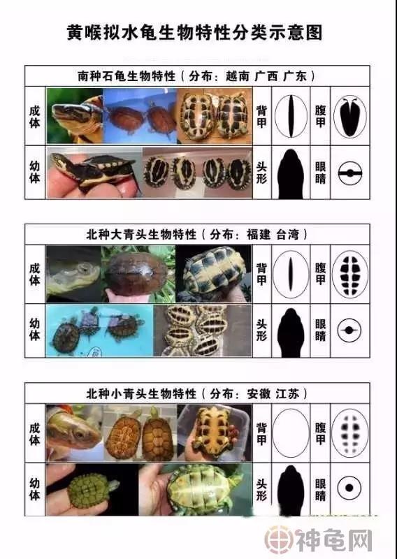 北石龟大青小青区别,鉴别北石大青头与小青头的区别