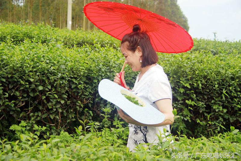 广东茗皇茶业种植基地,茗皇茶基地