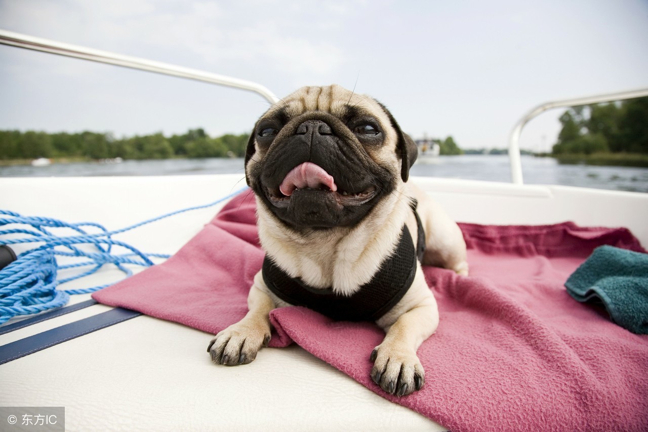 养巴哥犬最大的忌讳是什么呢图片,饲养巴哥犬的注意事项和禁忌