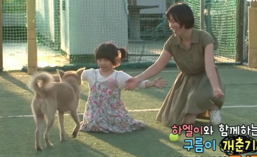 流浪狗收养后如何训练,收养流浪狗怎么训练