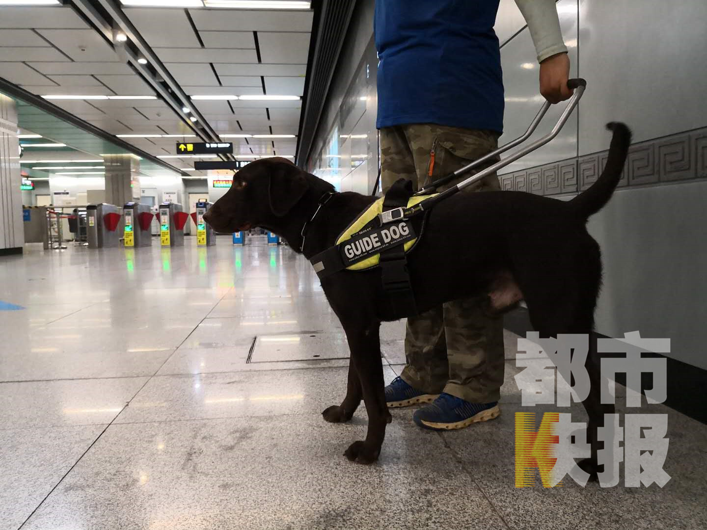 “温顺大肢”导盲犬预计十月将上岗符合条件盲人可免费获取