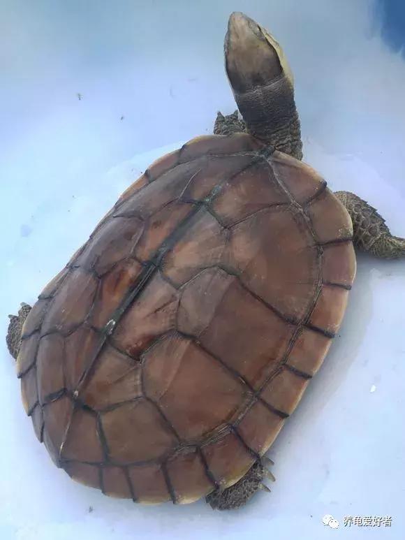 混养龟互咬,一只龟咬另一只龟的尾巴