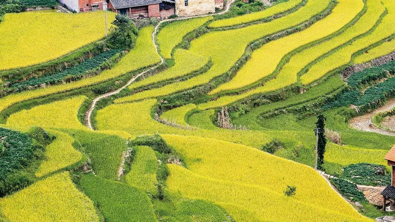 威远有一片神奇的土地，种出神奇的东西，据说吃了能长寿……