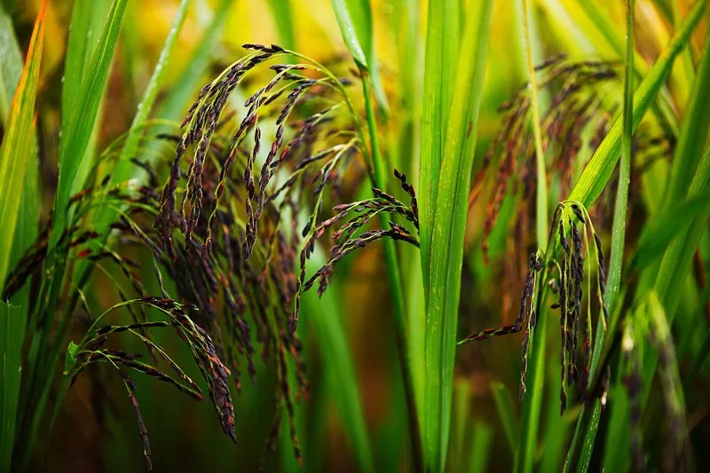 威远有一片神奇的土地，种出神奇的东西，据说吃了能长寿……
