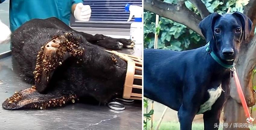 高致亡率跳蚤来势汹汹人畜患病,墨西哥境内爆发疫情,已越境美国