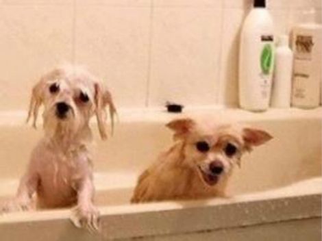 宠物为什么会容易丢失呢,宠物掉毛是什么原因