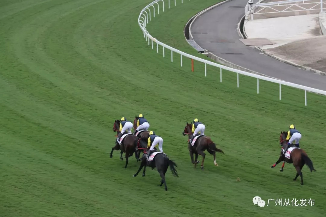 wow马术,香港赛马会从化马场