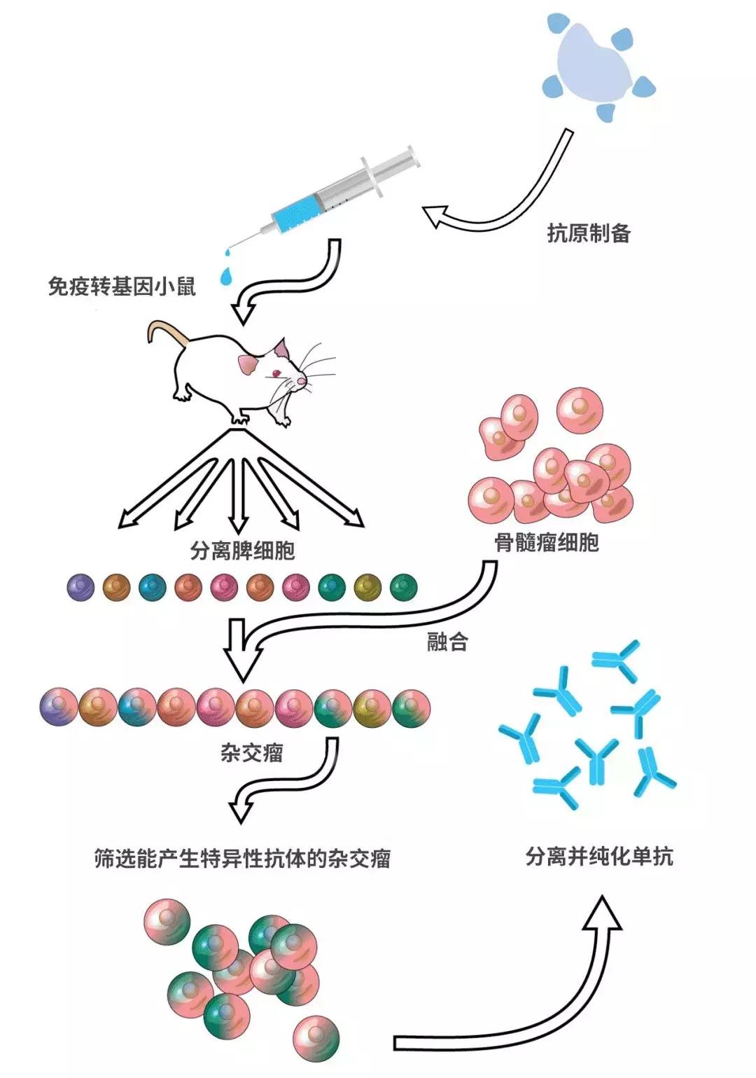中国癌症治疗最新突破,抗癌新药pd-1是哪国发明的