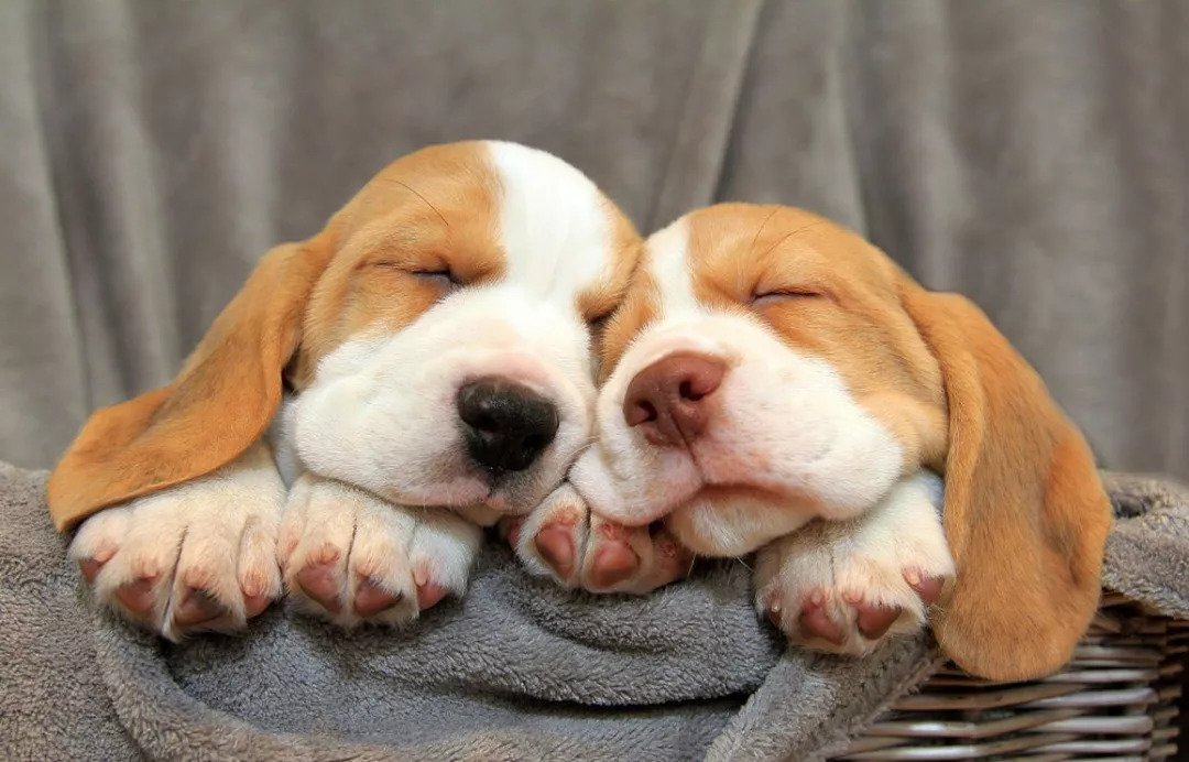 成都锦江区狗狗狂犬疫苗免费地点,狗狗免费打狂犬疫苗的地方