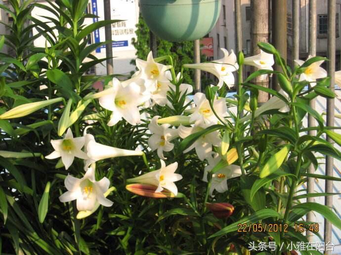 秋天种盆它,比吊兰还好养,开花一丛丛,花香满屋
