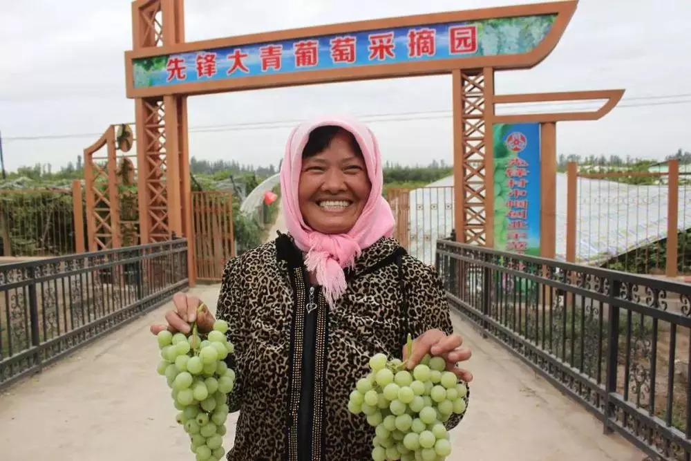 葡萄采摘园观光旅游,采摘葡萄一日游优质推荐