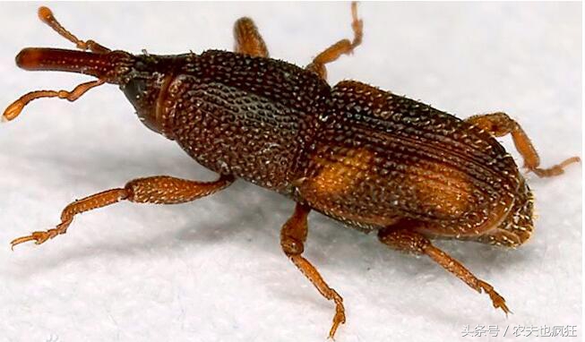 盘点小时候在农村罕见的害虫,常见的害虫像黑芝麻一样