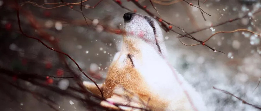 宠物换毛期怎么居家清洗,小型犬几个月开始换毛