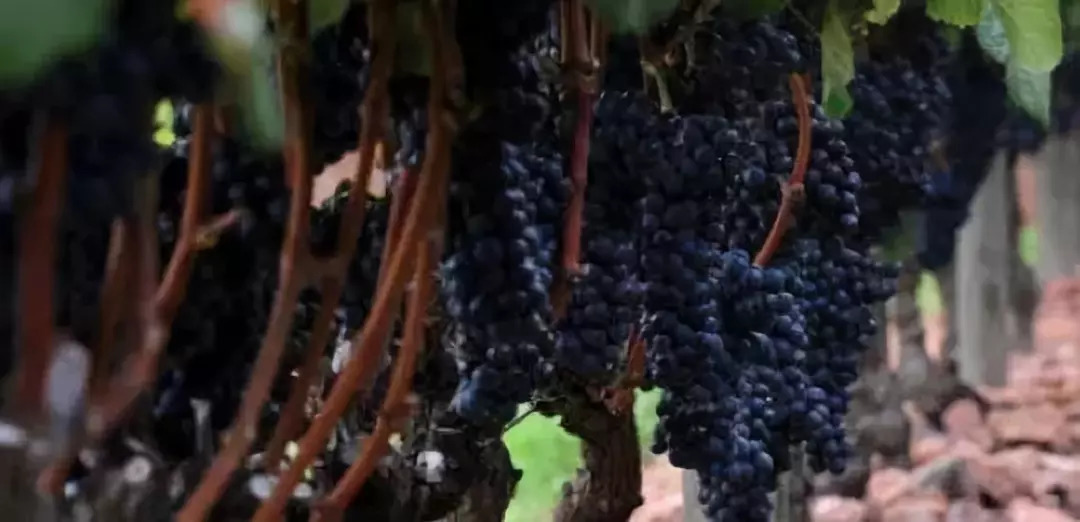 国货晒黑后恢复美白好物推荐,好物推荐冬天是最佳的美白时机