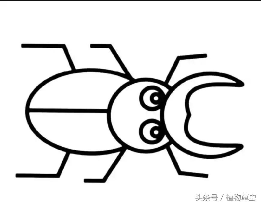 植物绿化知识,了解植物养护植物