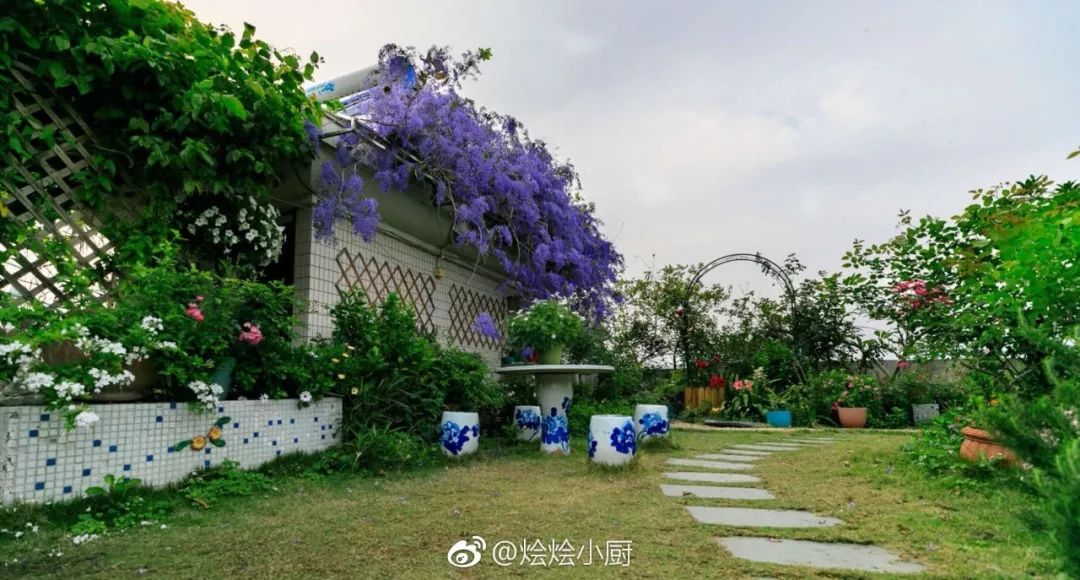 好种植的藤本植物,45种植物图片