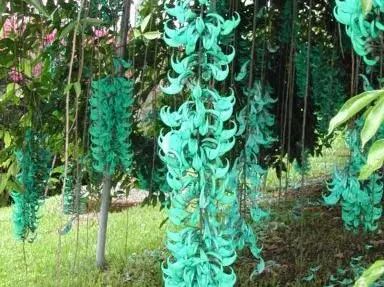 好种植的藤本植物,45种植物图片