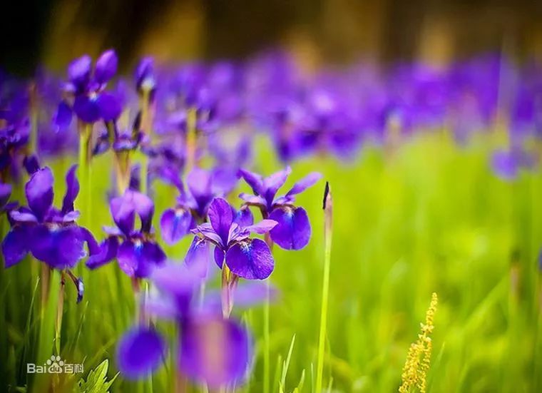 好种植的藤本植物,45种植物图片