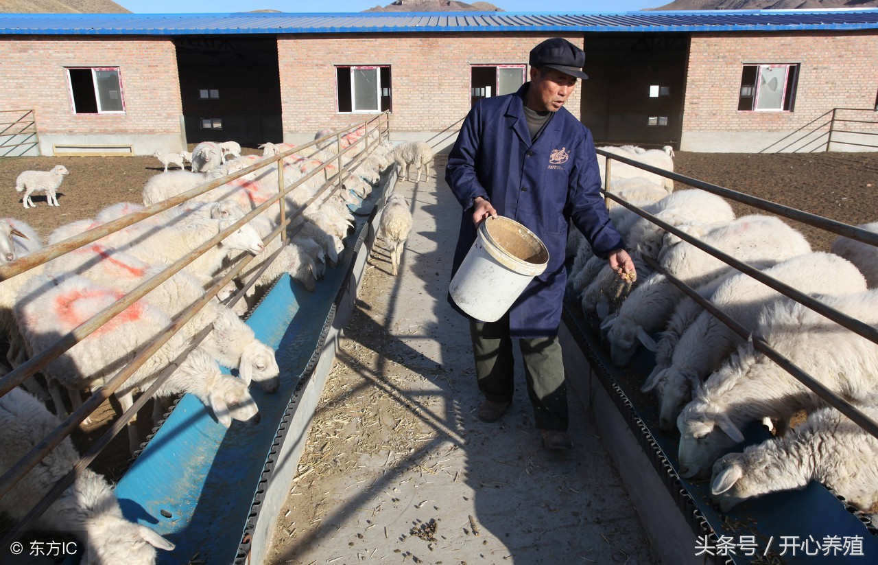 准备养羊需要注意啥,养羊技术十大要点