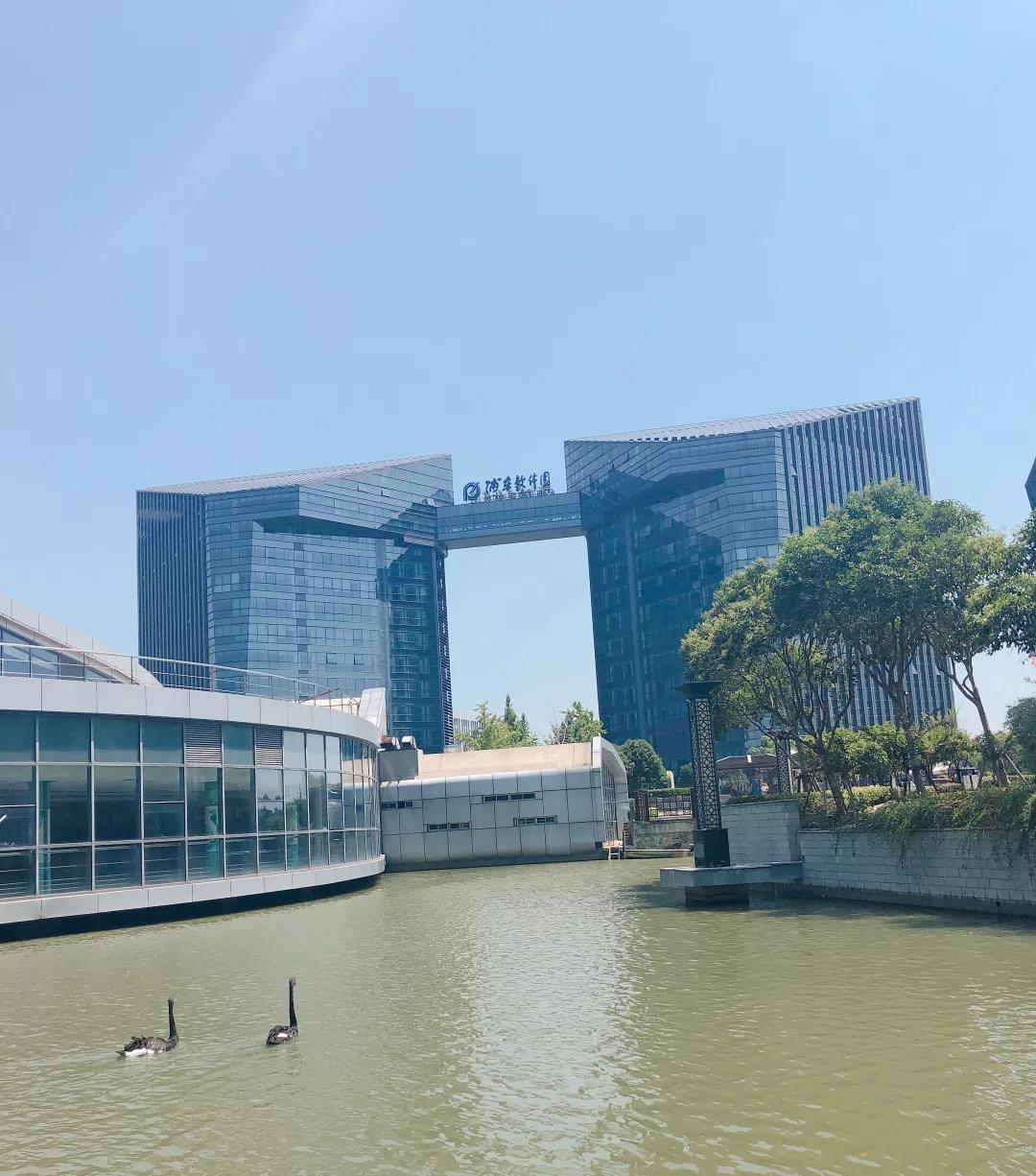 网红天鹅添丁视频,苏州天鹅港华庭喜提新房