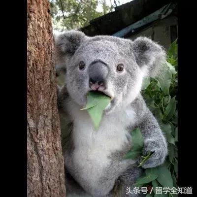 Nini勇闯美高记｜室友”滚床单“，迷你社会让我提前告别清纯