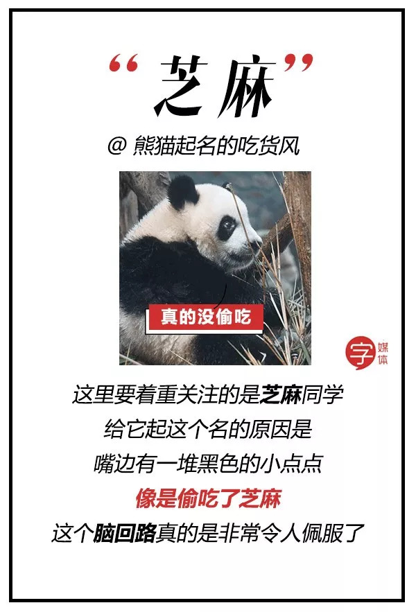 每一只可爱滚滚的背后,都有一群起名字不靠谱的人!