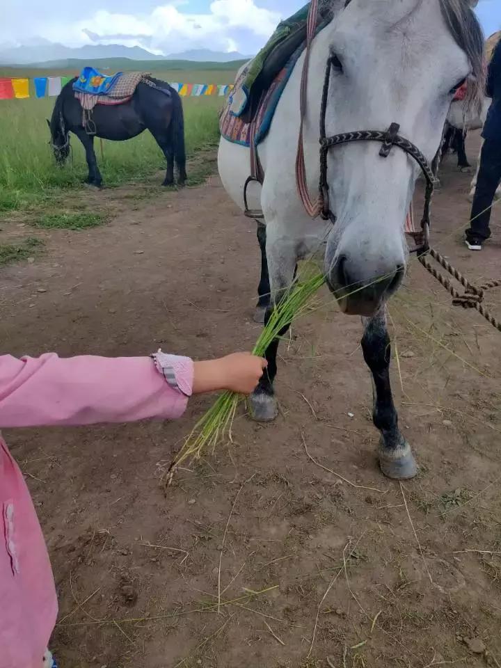 拉卜楞寺喇嘛居然能讲一口流利的英语桑科草原跑马收费陷阱多