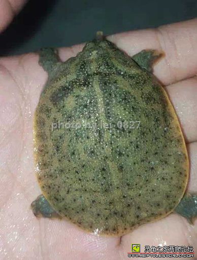 龟鳖目动物大全及图片,所有龟鳖类动物