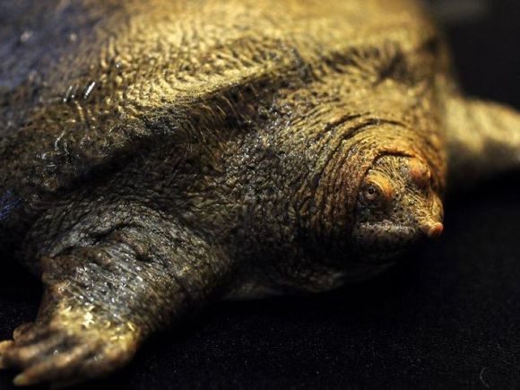 科普龟类知识视频展示,所有龟鳖类动物