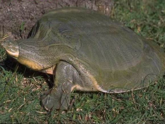 龟鳖目动物大全及图片,所有龟鳖类动物