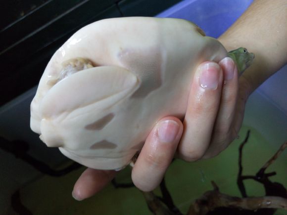 龟鳖目动物大全及图片,所有龟鳖类动物