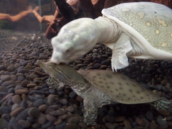 龟鳖目动物大全及图片,所有龟鳖类动物