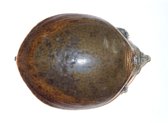 龟鳖目动物大全及图片,所有龟鳖类动物