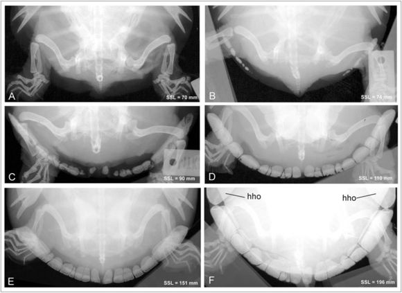 龟鳖目动物大全及图片,所有龟鳖类动物
