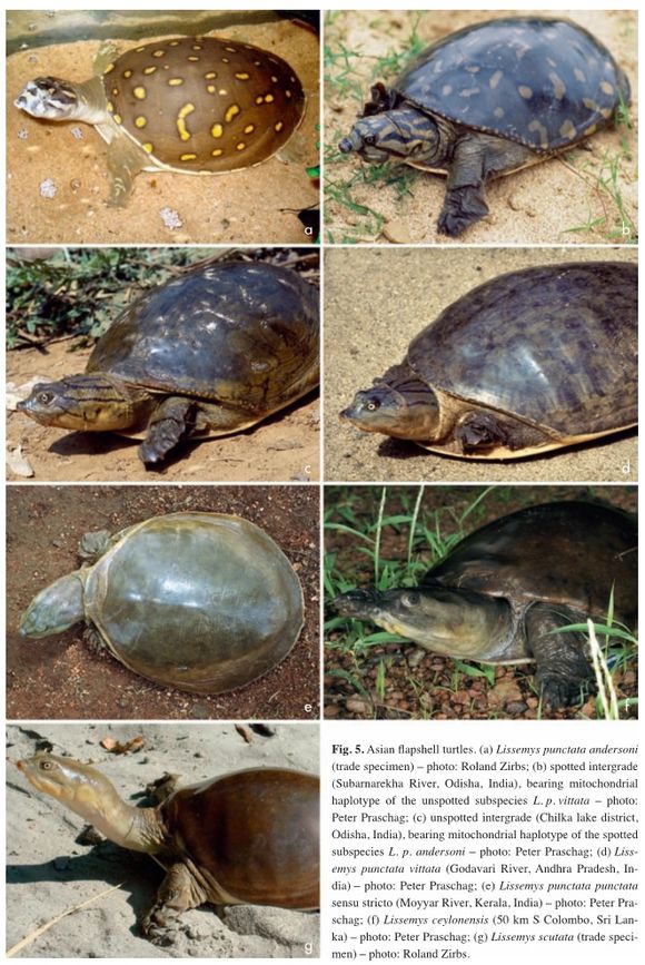 科普龟类知识视频展示,所有龟鳖类动物