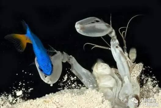 比手臂还大的皮皮虾吃起来超过瘾,比手臂还粗的皮皮虾你吃过了吗