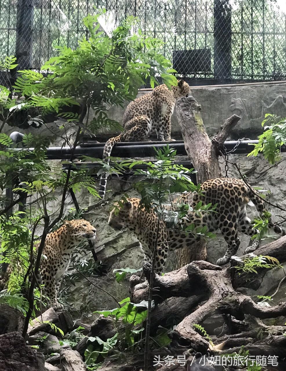 国内哪个动物园有考拉,广州长隆野生动物园考拉馆介绍