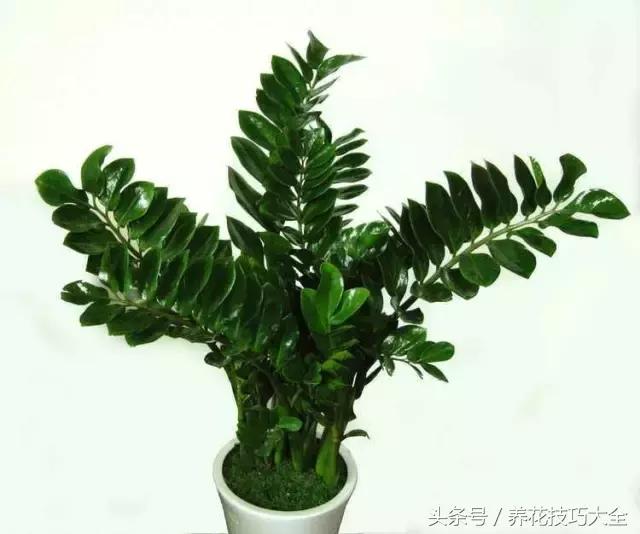 聚财旺家保平安,家里放什么聚财聚运气