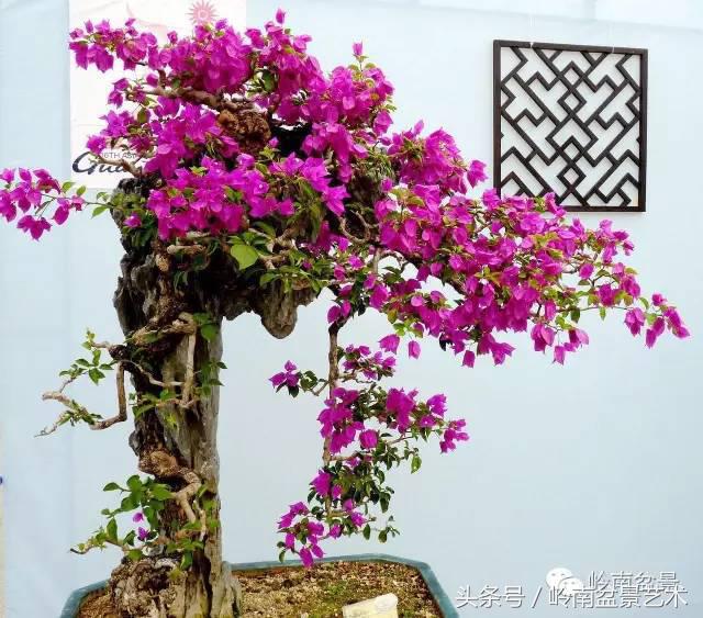 精品掌中宝三角梅盆景,顶级国宝级三角梅盆景