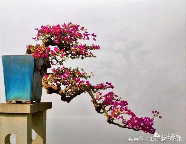 精品掌中宝三角梅盆景,顶级国宝级三角梅盆景