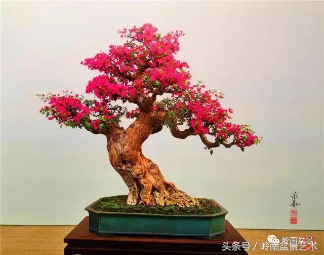 精品掌中宝三角梅盆景,顶级国宝级三角梅盆景