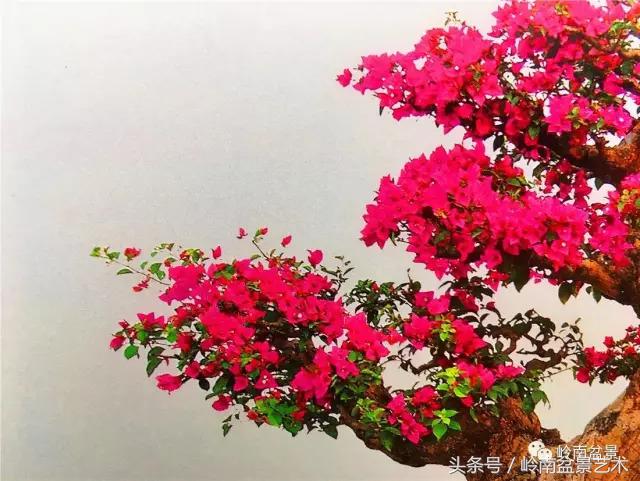 精品掌中宝三角梅盆景,顶级国宝级三角梅盆景