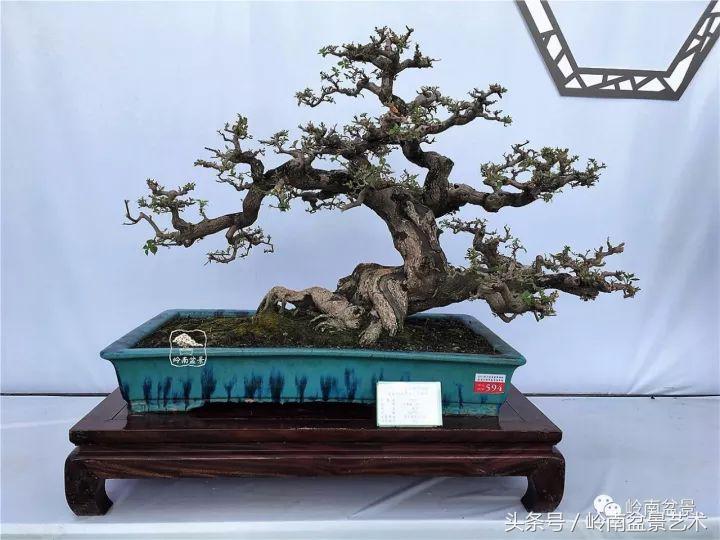 精品掌中宝三角梅盆景,顶级国宝级三角梅盆景