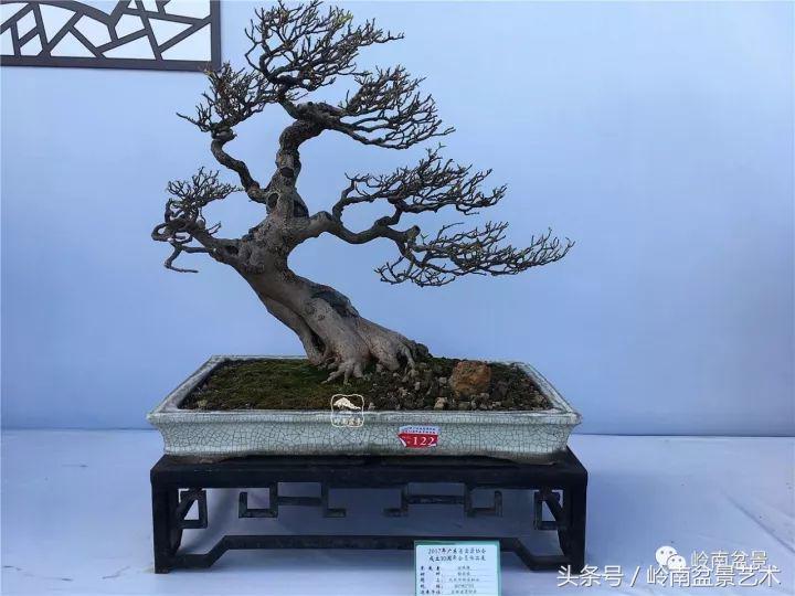 精品掌中宝三角梅盆景,顶级国宝级三角梅盆景