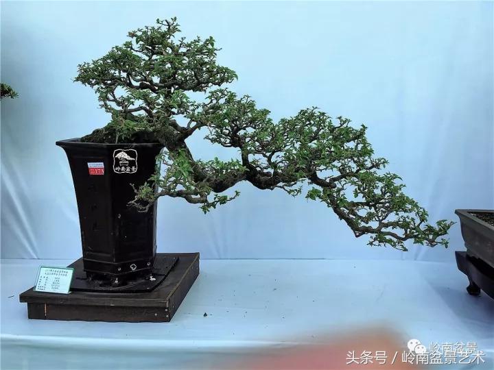 精品掌中宝三角梅盆景,顶级国宝级三角梅盆景