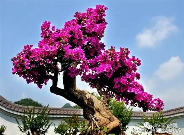 精品掌中宝三角梅盆景,顶级国宝级三角梅盆景