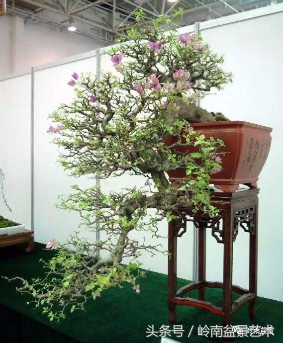 精品掌中宝三角梅盆景,顶级国宝级三角梅盆景