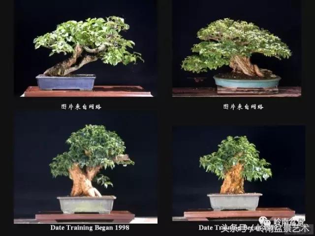 精品掌中宝三角梅盆景,顶级国宝级三角梅盆景