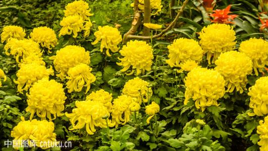 《中国诗词大会》上，康震、蒙曼、郦波这样评价毛*东泽**诗词