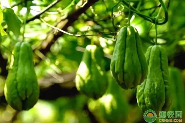 小小“致富果”卖出共富新路子,农村种植致富瓜